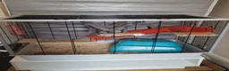 Rat rodents for sale: 2 male bonded rats - Advert 3