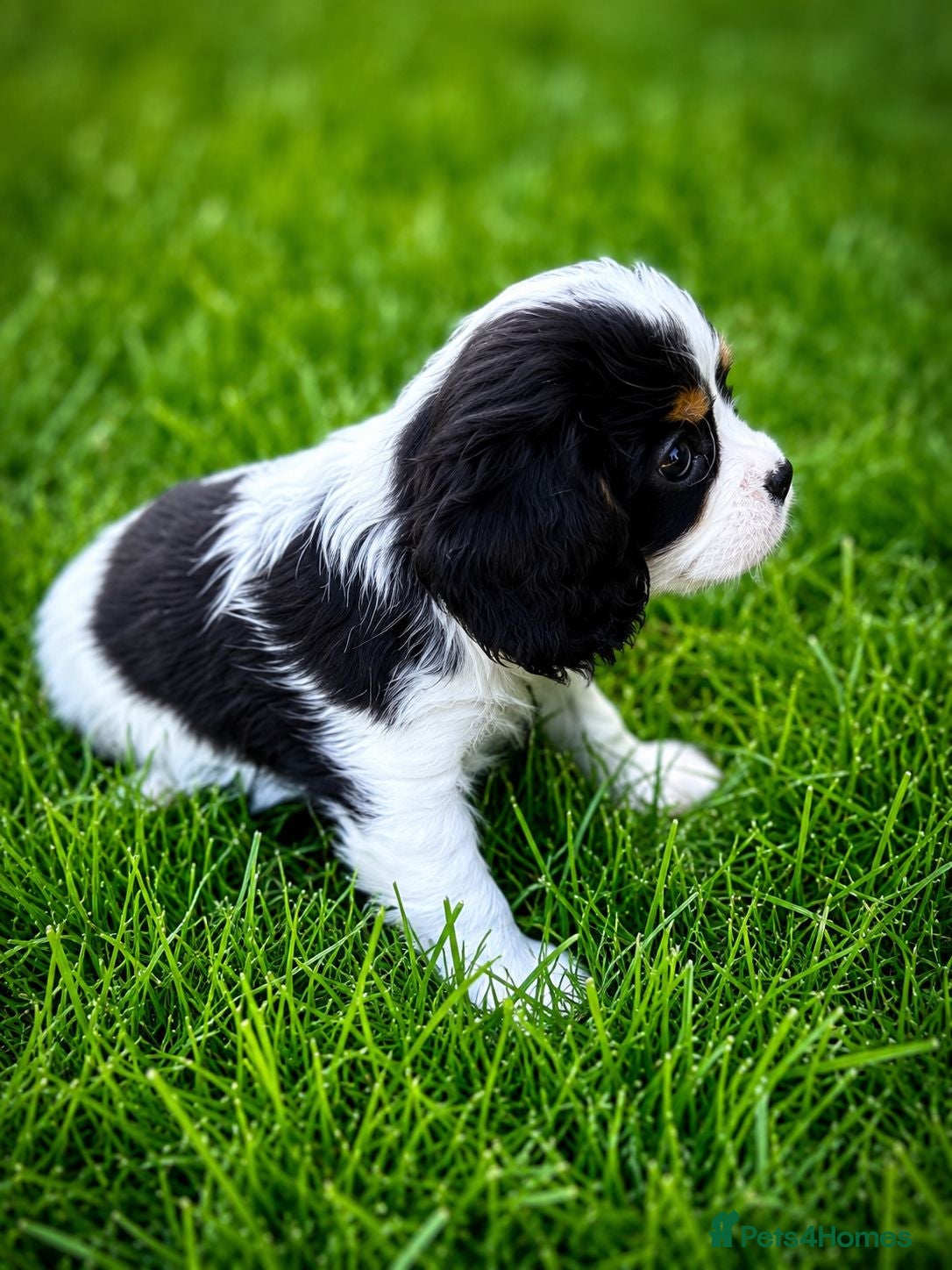 Cavalier King Charles Spaniel dogs DNA Tested Cavalier King Charles Puppies READY NOW - Advert 2
