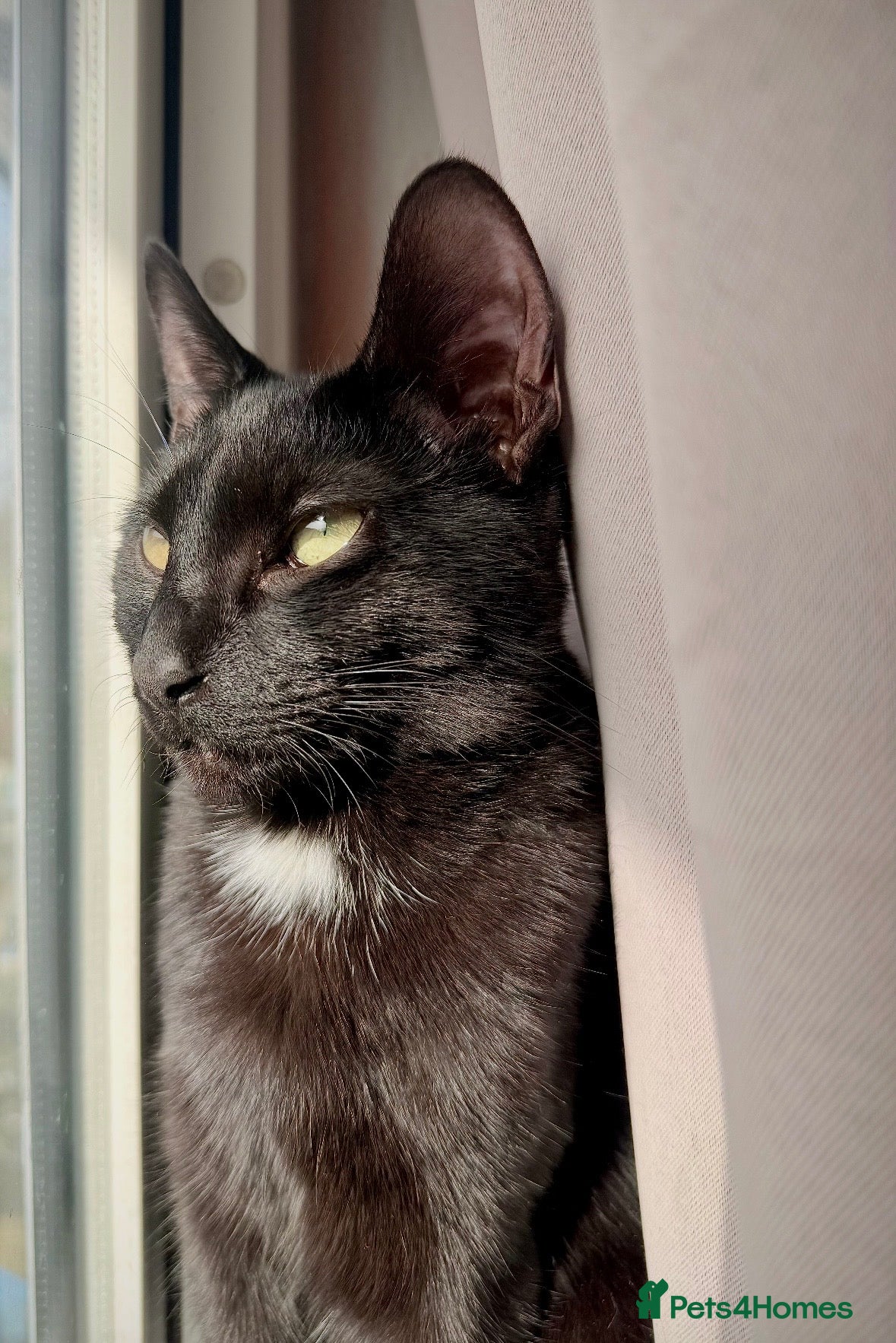 Mixed Breed cats Sweet black kitten  - Advert 1