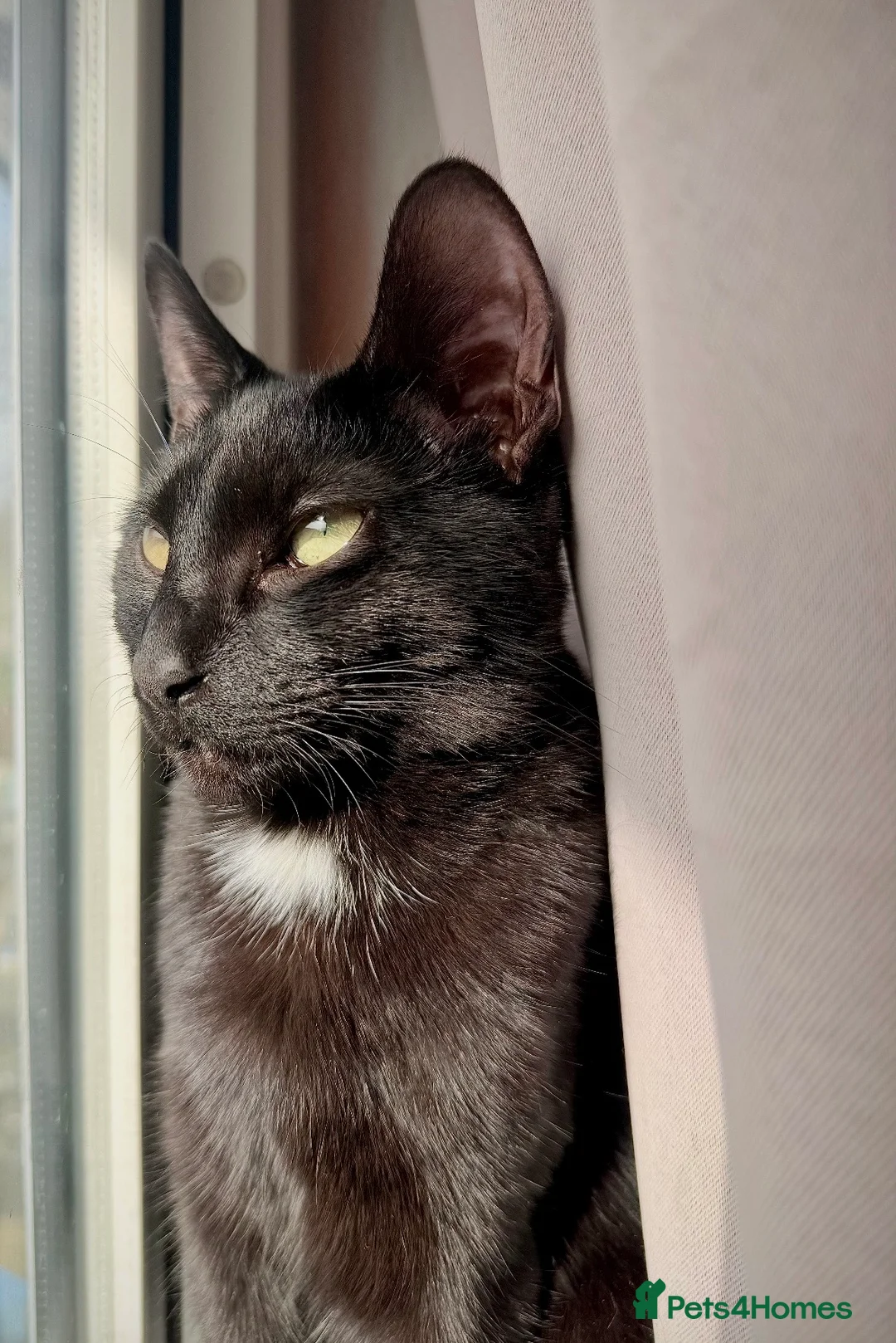 Mixed Breed cats for sale: Sweet black kitten  in Southampton - Advert 1