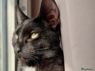 Mixed Breed cats Sweet black kitten - Advert 1