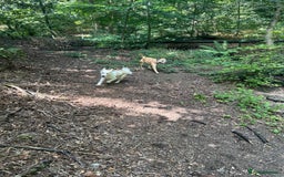 Mixed Breed dogs for sale: Husky X Terrier - Image 4