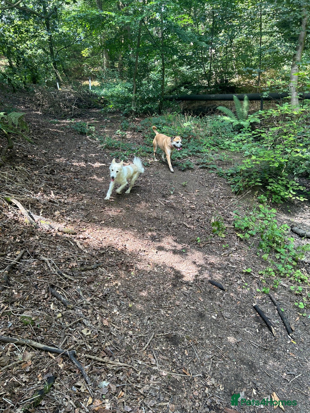 Mixed Breed dogs for sale: Husky X Terrier - Image 4