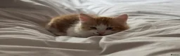 Domestic Shorthair cats for sale: 5 Beautiful Kittens - Advert 27