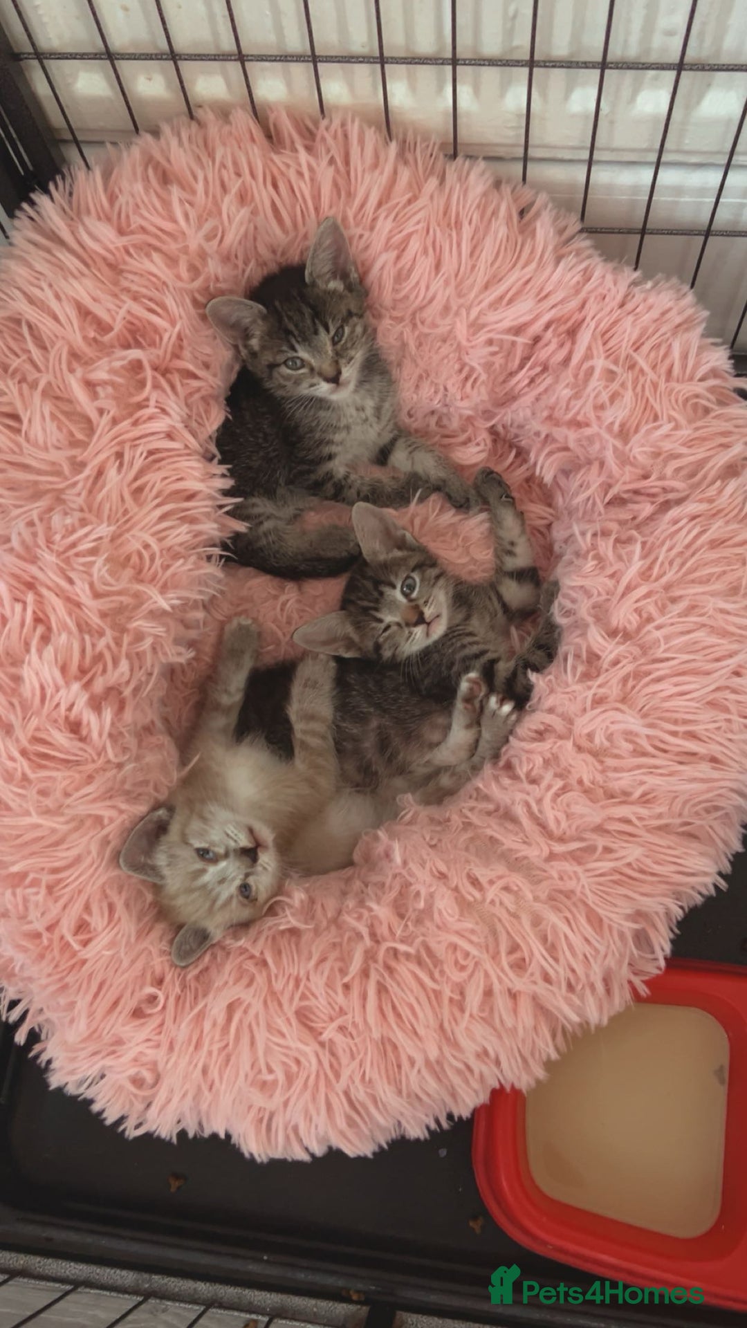 Ragamese cats for sale: Beautiful ragamese/bengal - Image 10