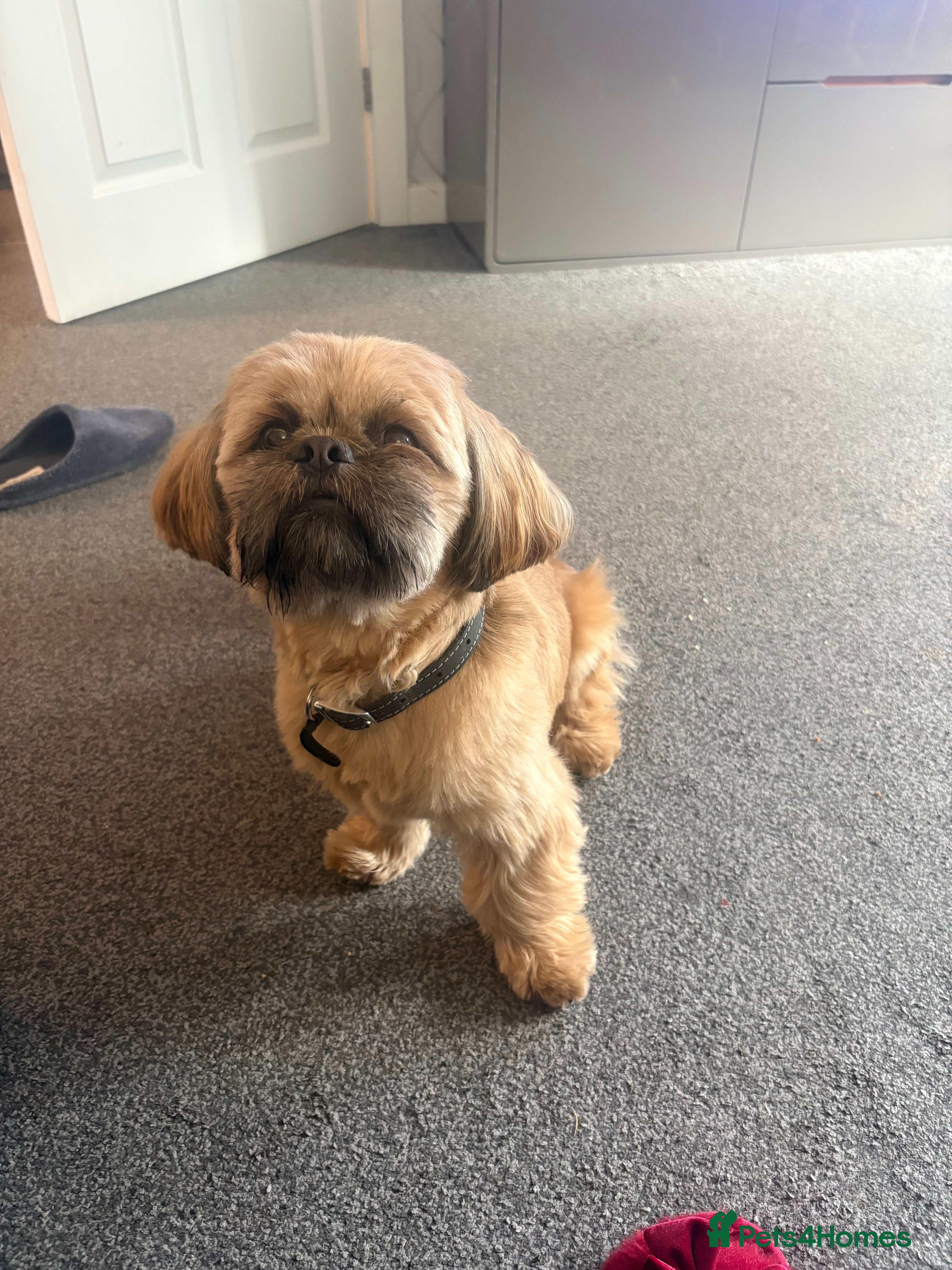 Shih Tzu dogs Shih Tzu half imperial chocolate liver genes  - Advert 16