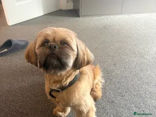 Shih Tzu dogs Shih Tzu half imperial chocolate liver genes - Advert 16