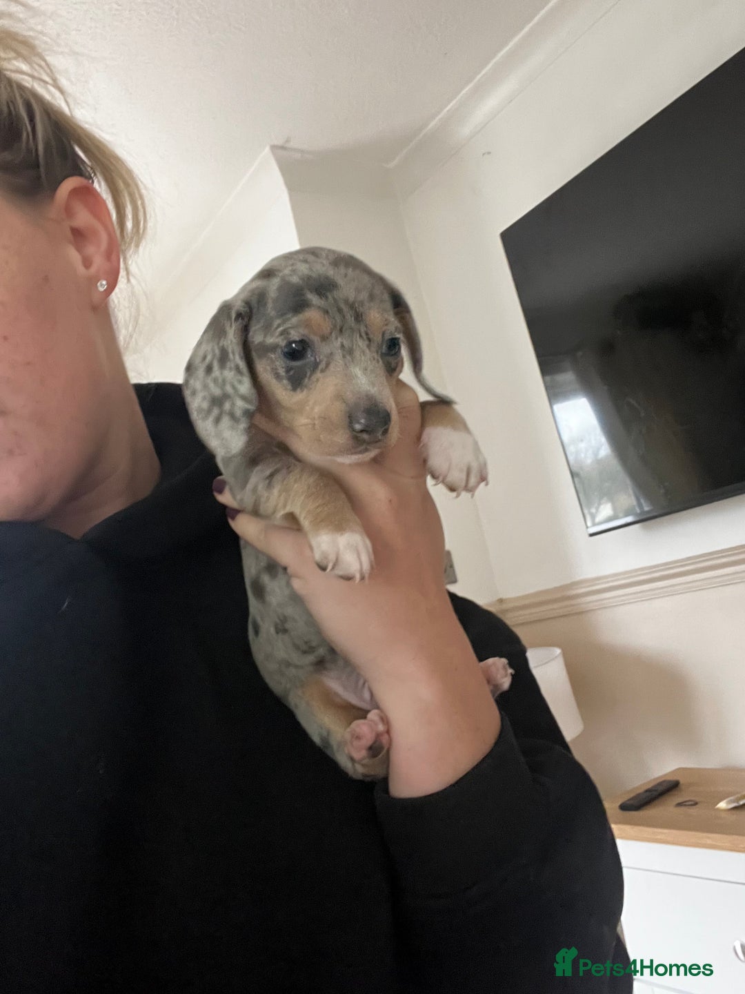 Miniature Dachshund dogs for sale: Short haired miniature dachshund puppies  - Advert 10