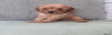 Cockapoo 4