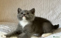 British Shorthair cats for sale: British shorthair kittens  - Image 5