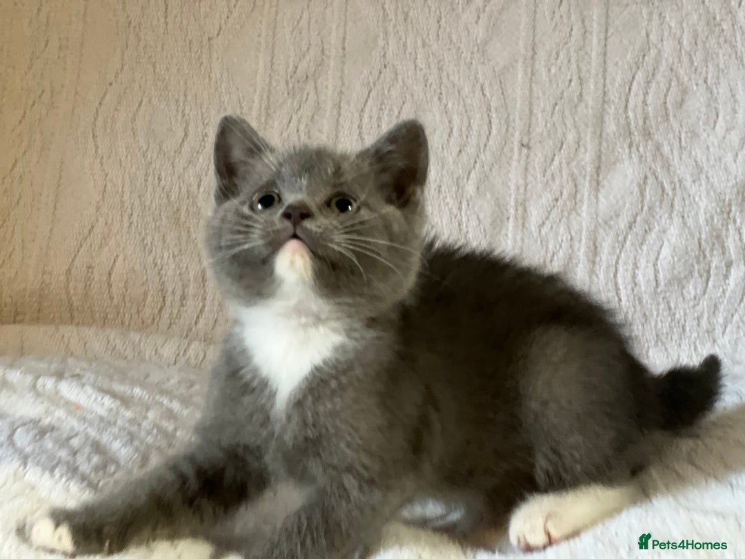 British Shorthair cats for sale: British shorthair kittens  - Image 5
