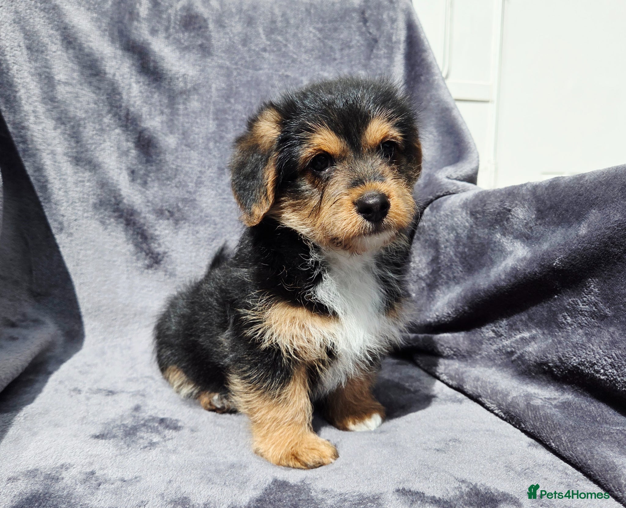 Welsh Corgi Pembroke dogs 1 Corgi-poo Girl. READY NOW!! - Advert 1