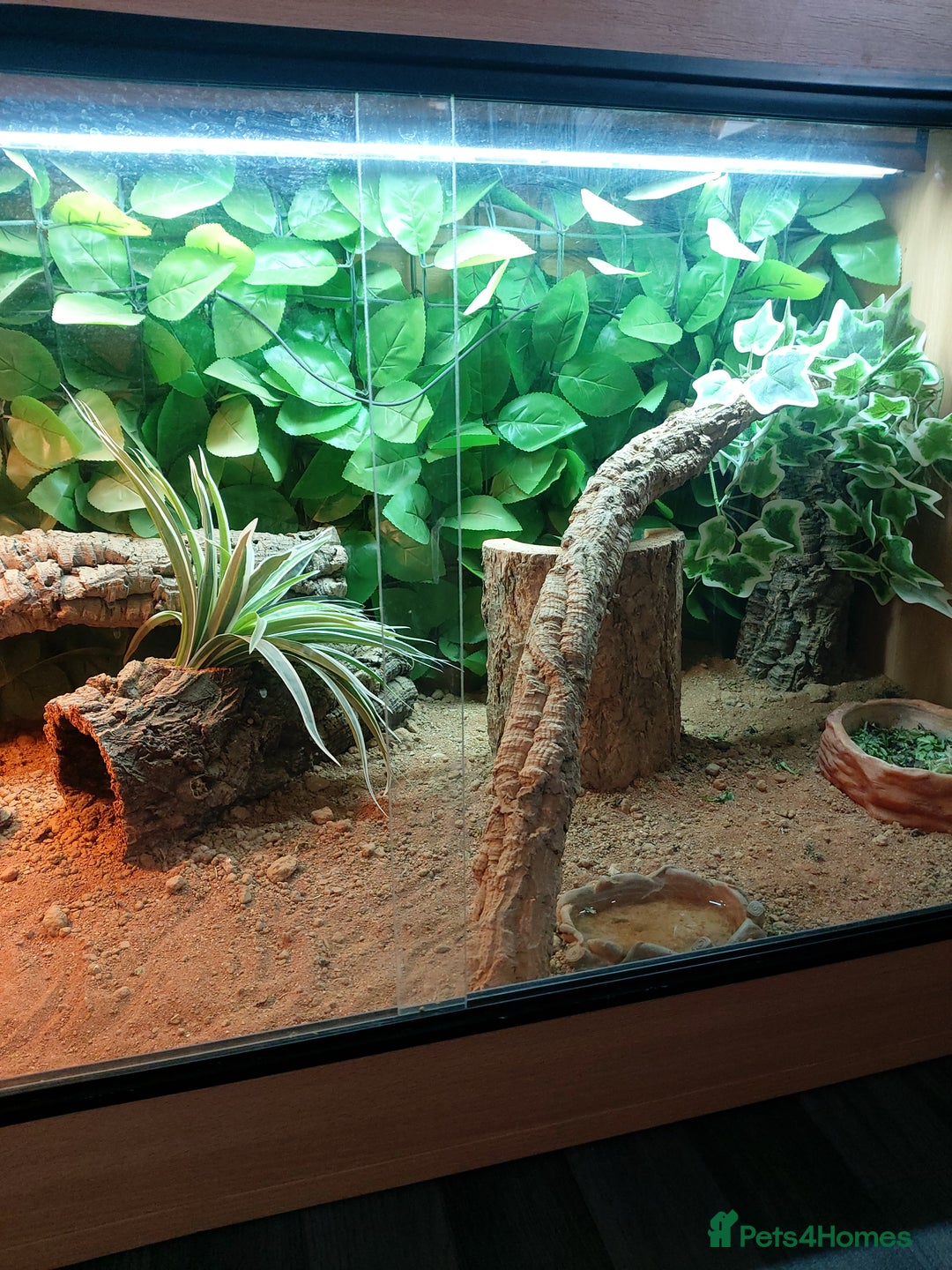 Bearded Dragon reptiles for sale: Bearded dragon full set up - Image 4