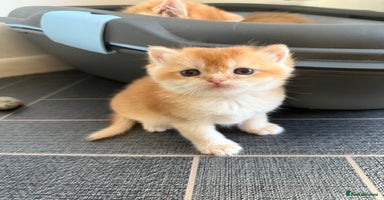 British Shorthair cats GCCF reg BSH Chocolate and Black Golden Kittens - Advert 13