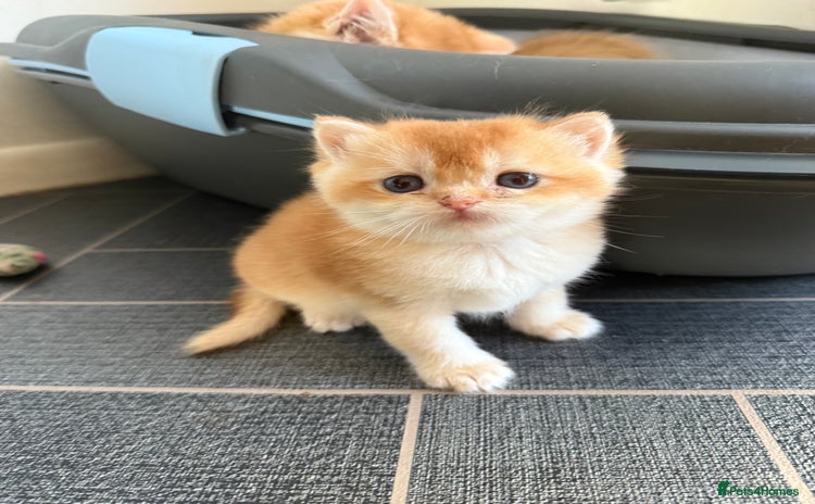 British Shorthair cats GCCF reg BSH Chocolate and Black Golden Kittens - Advert 5