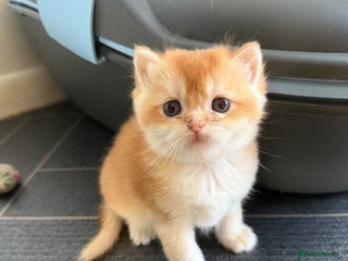 British Shorthair cats GCCF reg BSH Chocolate and Black Golden Kittens - Advert 3