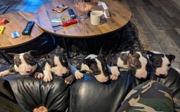 English Bull Terrier dogs for stud: Proven Bull Terrier studs x 2 - Image 13