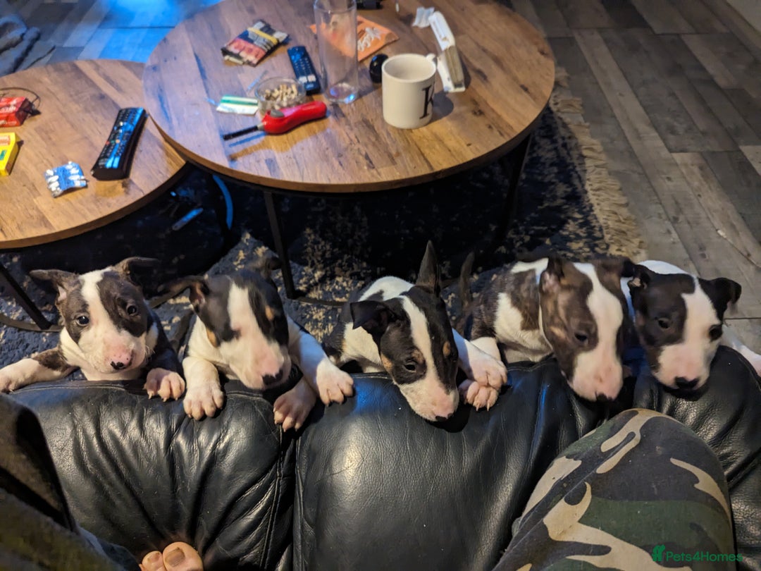 English Bull Terrier dogs for stud: Proven Bull Terrier studs x 2 - Image 13