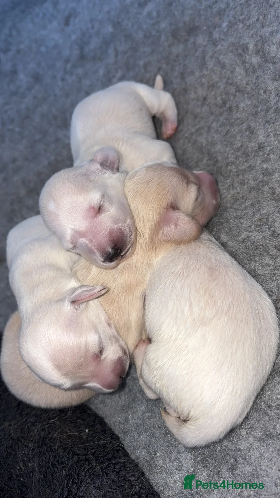 Miniature Dachshund dogs for sale: Longhair Cream Mini Dachshund Puppies  - Advert 2