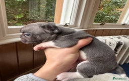 French Bulldog dogs for sale: Home Breed French Bulldog  - Advert 1