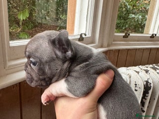 French Bulldog dogs Home Breed French Bulldog - Advert 5