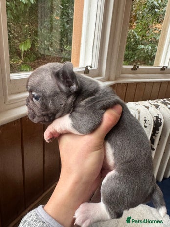 French Bulldog dogs Home Breed French Bulldog - Advert 1