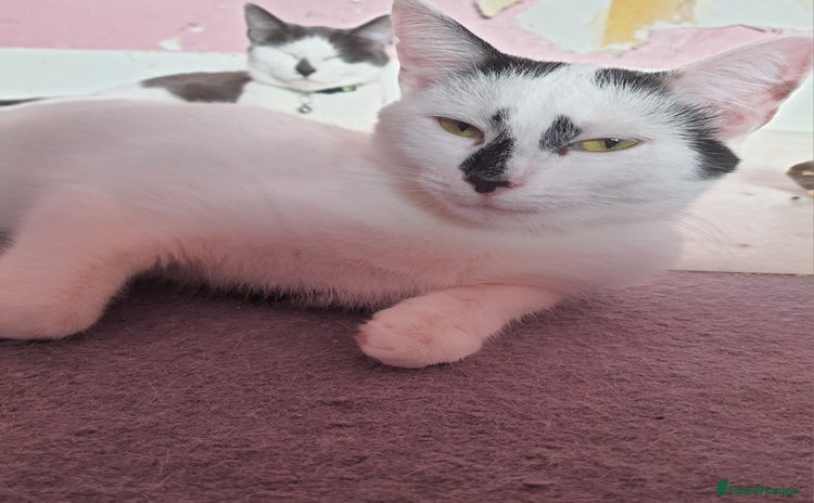 British Shorthair cats - Advert 3