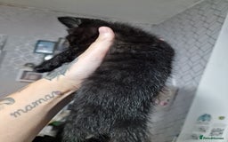 Mixed Breed cats for sale: Bsh cross maine coon - Image 6