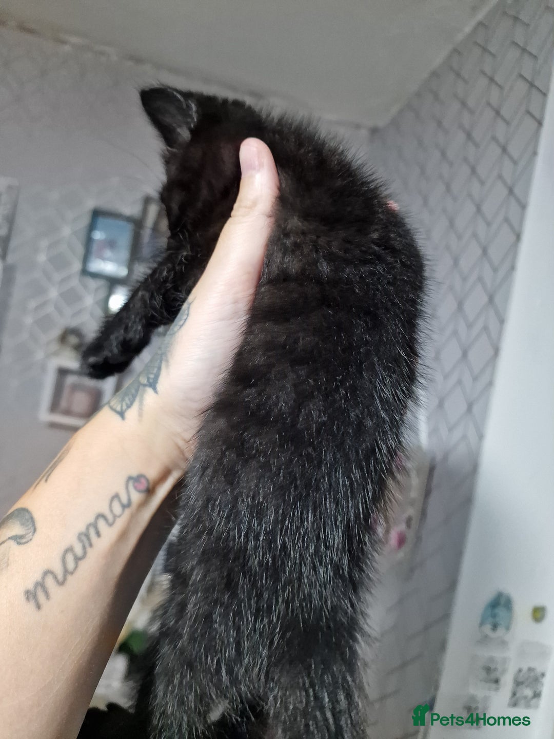 Mixed Breed cats for sale: Bsh cross maine coon - Image 6
