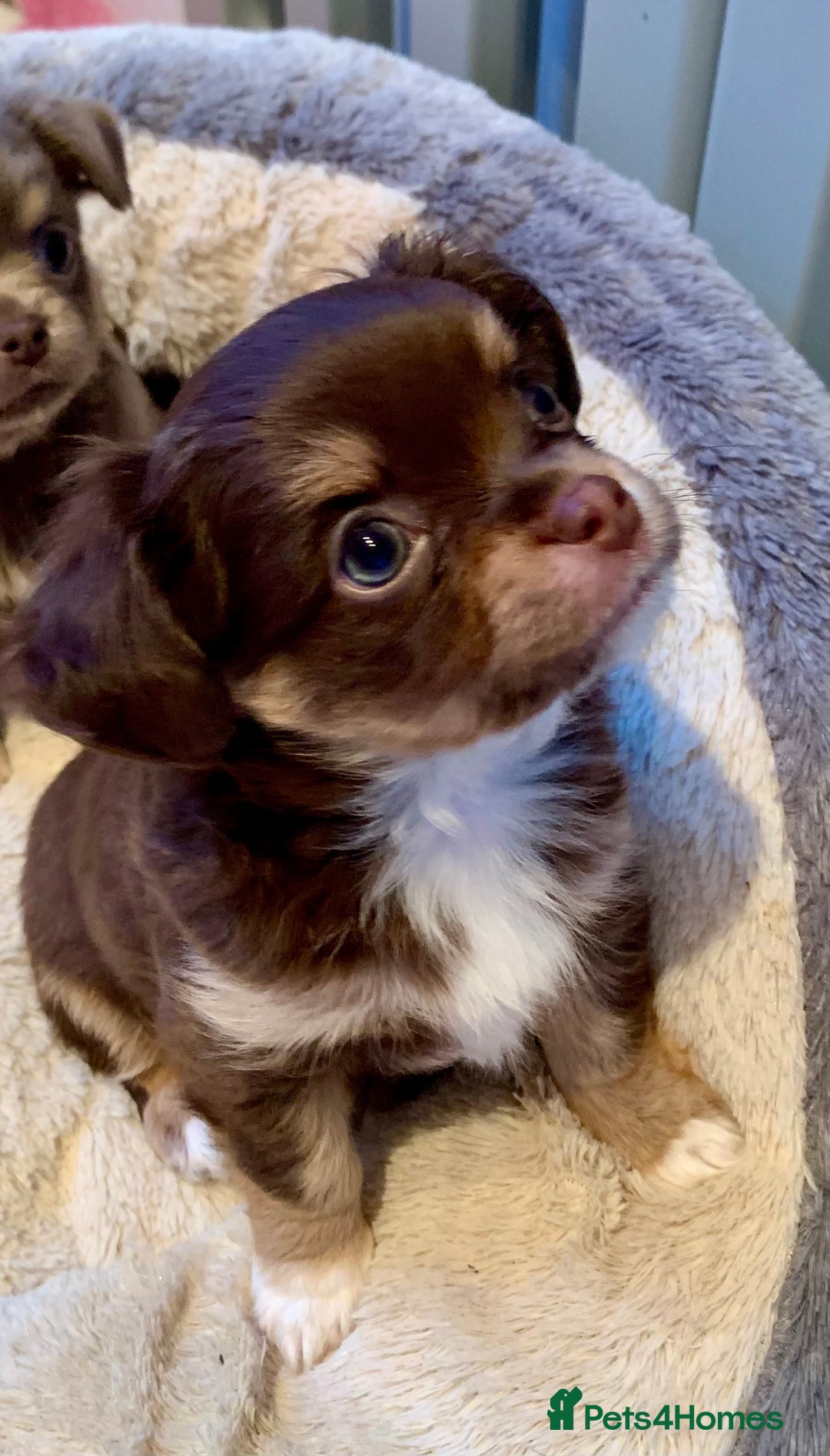 Chihuahua dogs for stud: My handsome boy for stud russian import in Durham - Advert 14