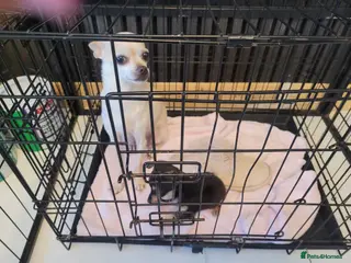 Chiweenie dogs Chiweenie reduced as last pup left - Advert 8