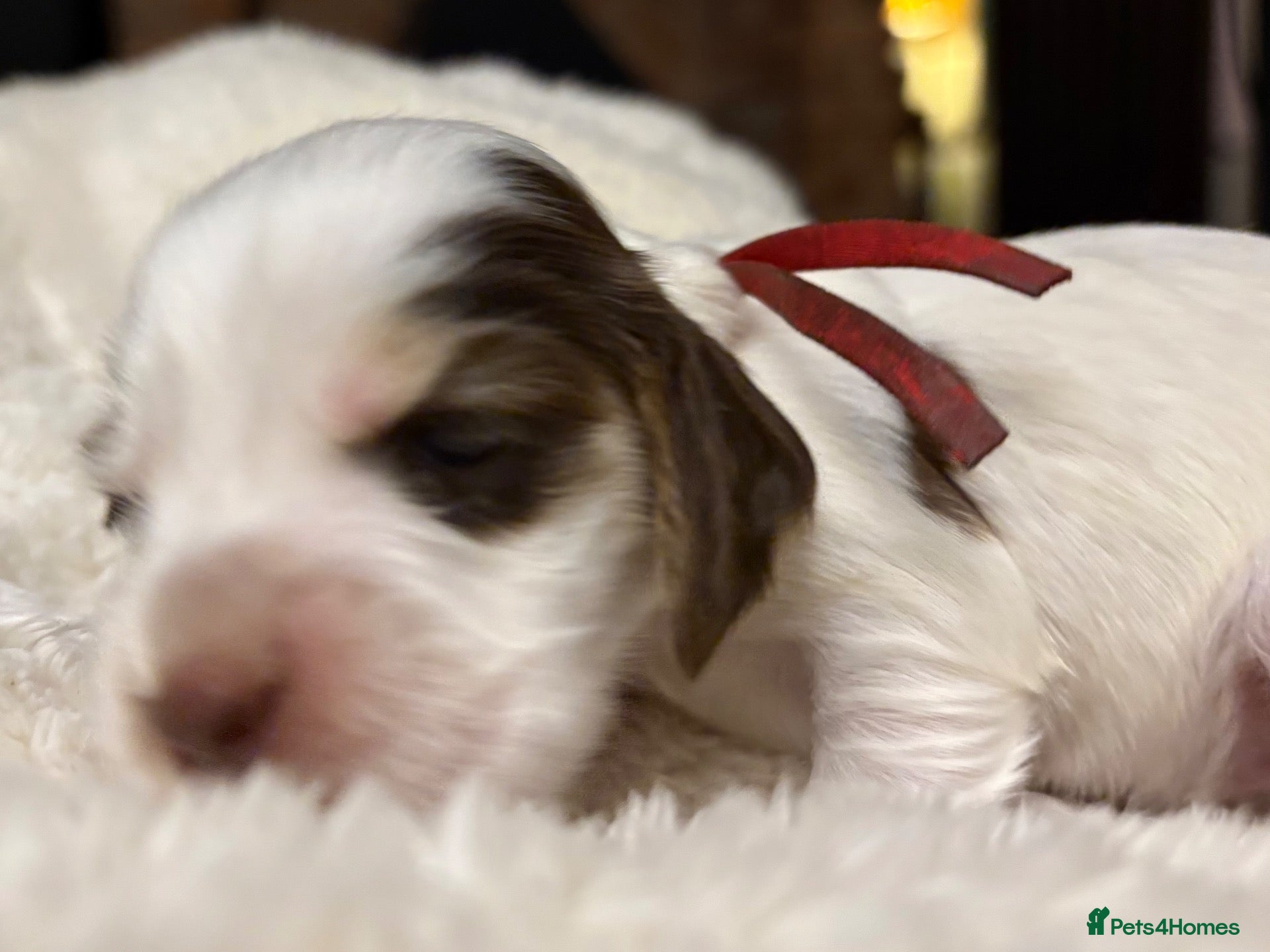 Cocker Spaniel dogs Perfect puppies bred for health & temperament - Advert 1