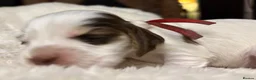 Cocker Spaniel dogs for sale: Perfect puppies bred for health & temperament - Advert 5