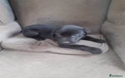 Labrador Retriever dogs for sale: Labrador puppy - Image 3