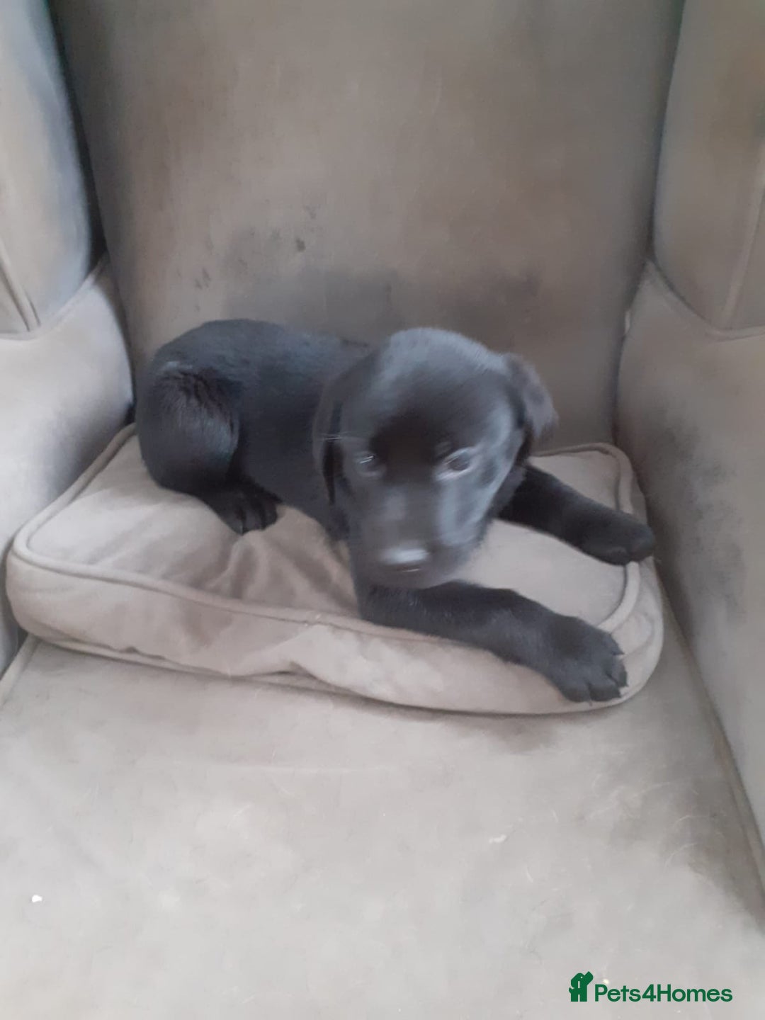 Labrador Retriever dogs for sale: Labrador puppy - Image 3