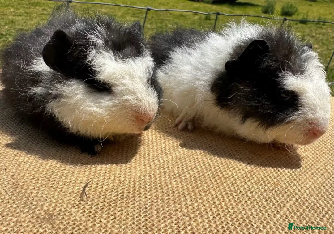 Guinea Pig rodents for sale: Pair of baby pet boys (9 wks old)  - Advert 3
