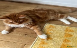 Maine Coon cats for sale: Big  Maine coon male cats - Image 14