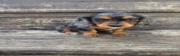 Mixed Breed dogs for sale: DASHALIER PUPPIES Cavalier X dachshund in Saffron Walden - Advert 5