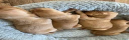 Hungarian Vizsla dogs for sale: Crufts Best in Show & Elite working Bloodlines - Advert 17