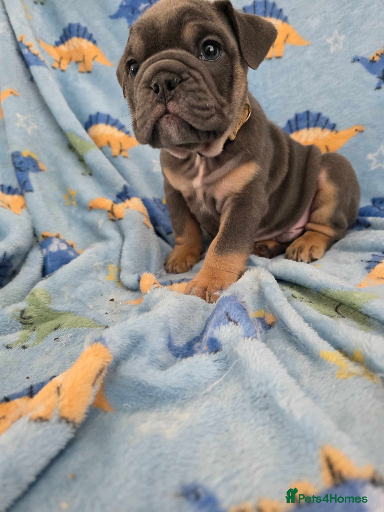 English Bulldog dogs british bulldog pups - Advert 4