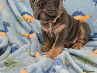 English Bulldog dogs british bulldog pups - Advert 4