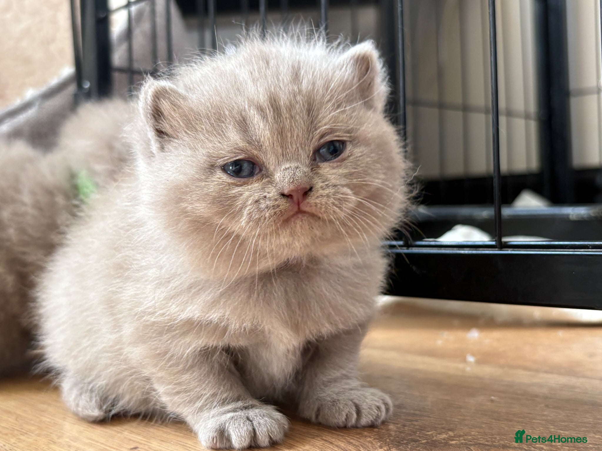 British Shorthair cats One Stunning British Shorthair Kitten Remaining!  - Advert 8