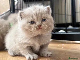 British Shorthair cats One Stunning British Shorthair Kitten Remaining! - Advert 8