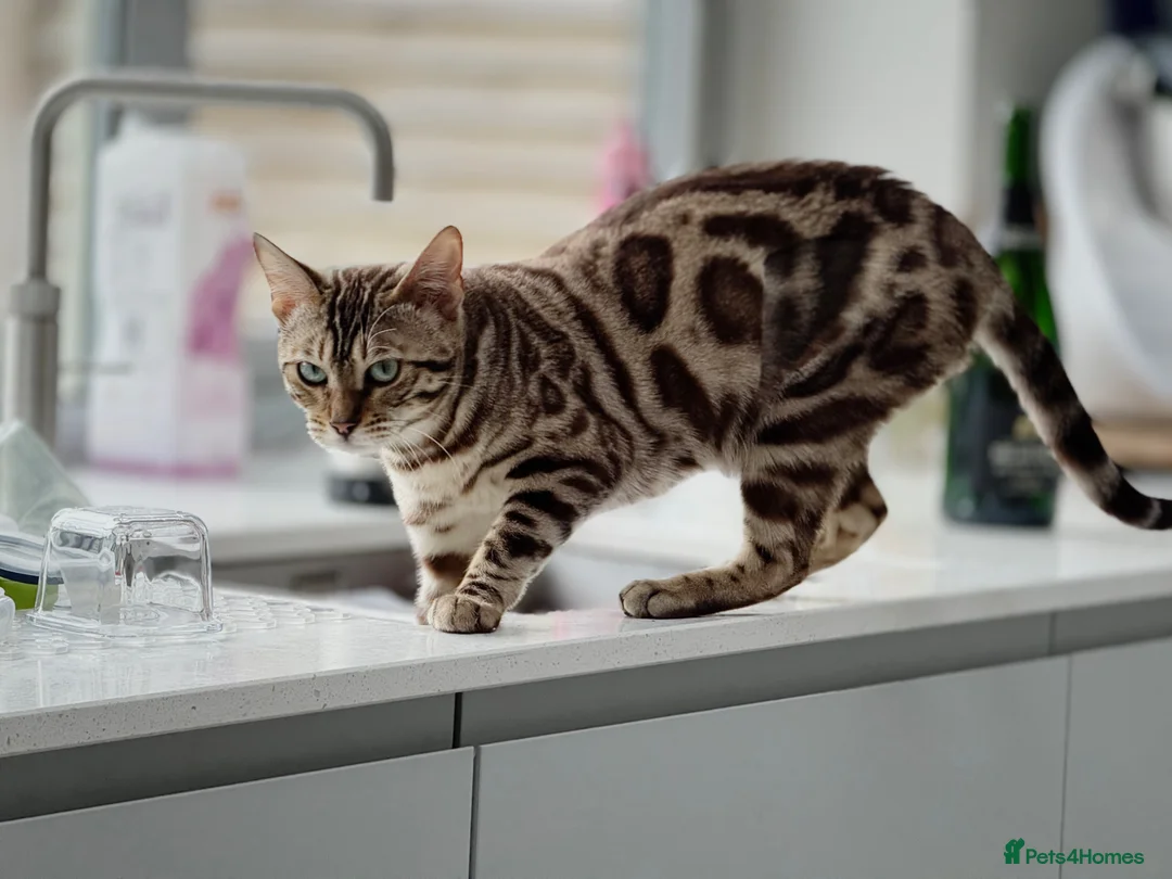 Bengal cats for adoption: Female Bengal in Cheltenham - Advert 1