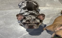 French Bulldog dogs for sale: Male and Female French Bulldogs - Image 2