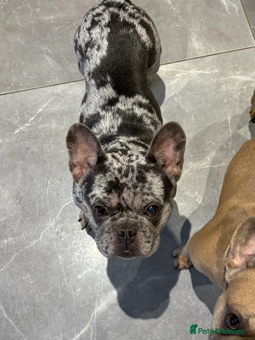 French Bulldog dogs for sale: Male and Female French Bulldogs - Advert 2