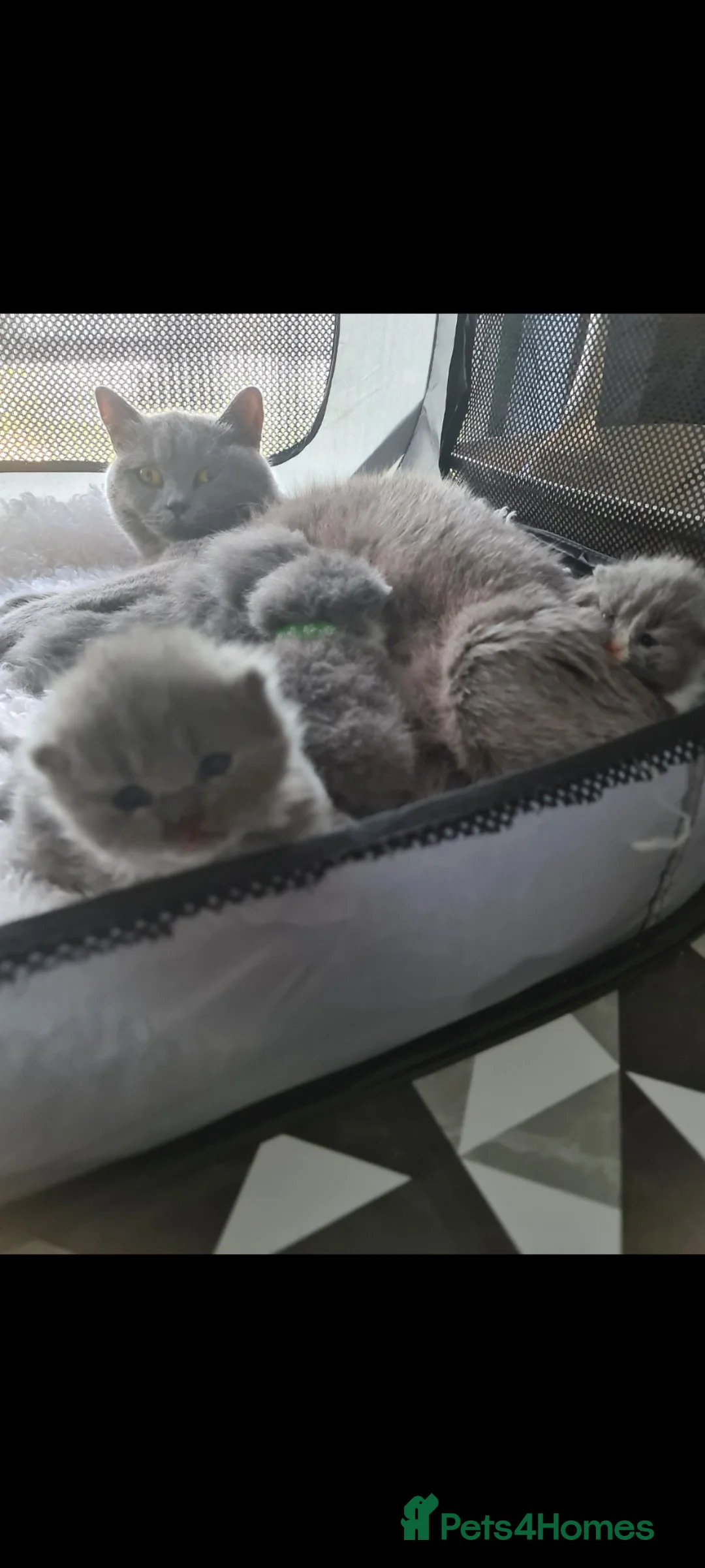 British Shorthair cats for sale: British shorthair kittens  - Advert 11