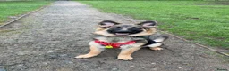 German Shepherd dogs for sale: Female German shepherd  in Rushden - Advert 3
