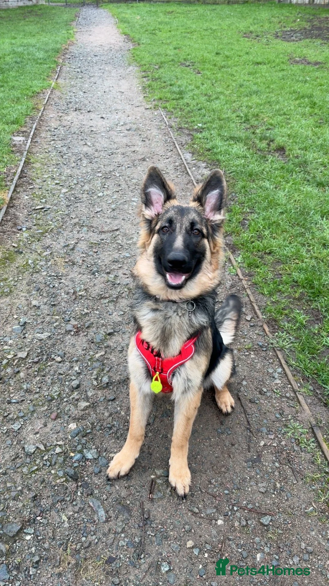 German Shepherd dogs for sale: Female German shepherd  in Rushden - Advert 3