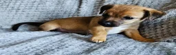 Jack Russell dogs for sale: 4 gorgeous babies - Advert 10
